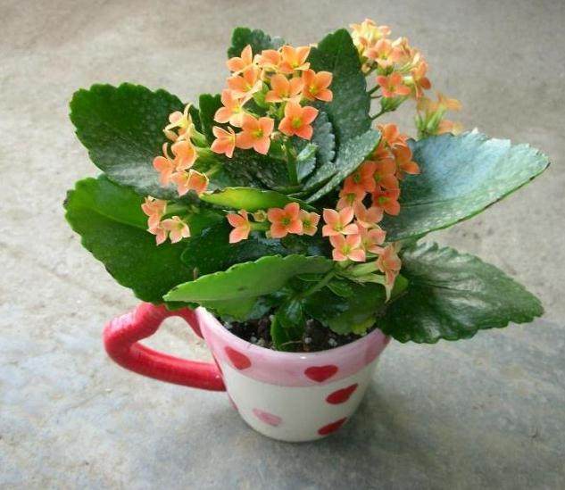 盆栽长寿花种植小方法【图解】