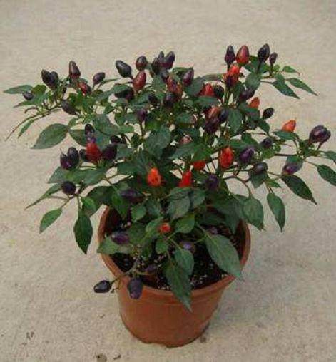 观赏辣椒的栽培要点有哪些?【图解】