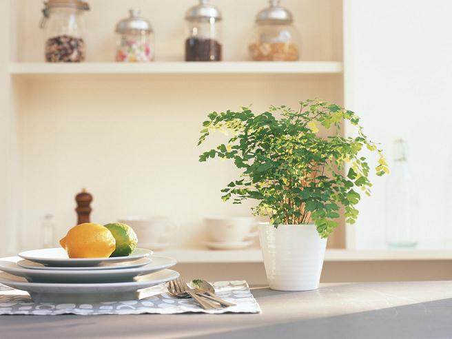 盆栽半死不活不开花?加点这个,快速起死回生爆盆开花