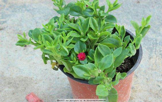 教你盆栽金枝玉叶怎么养?不懂的都看看啦!