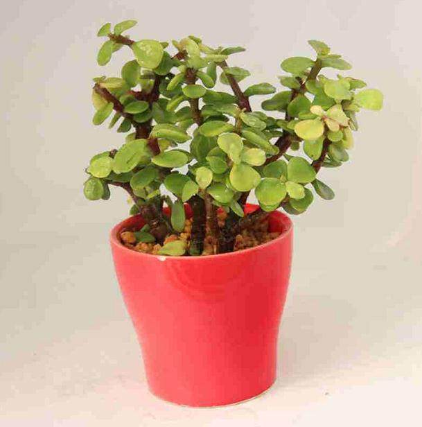 新买盆栽的管理要点及养殖方法!【图解】