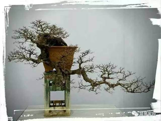 盆景速成有捷径 ,榆树盆景可以这样玩【图解】