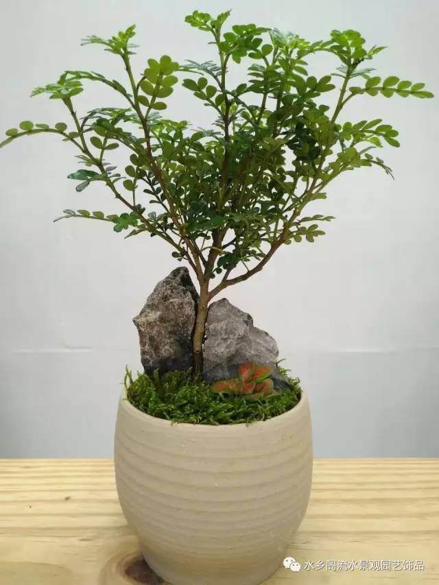 盆景~~清香木小盆景的制作!【图解】