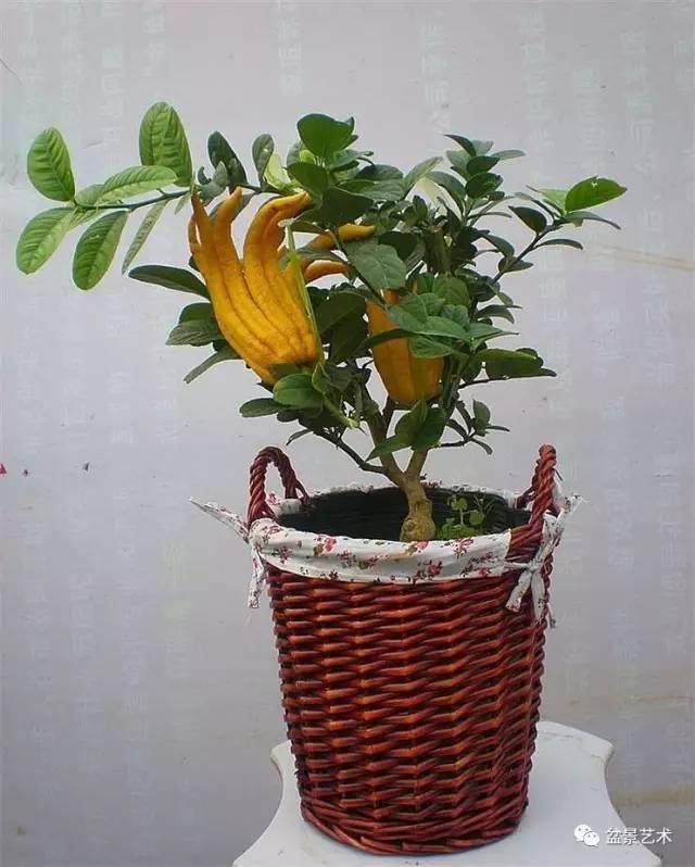 金佛手盆栽的移栽时间和浇水【图解】