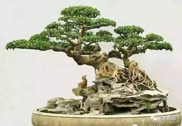 高效的盆景扦插繁殖技术【图解】