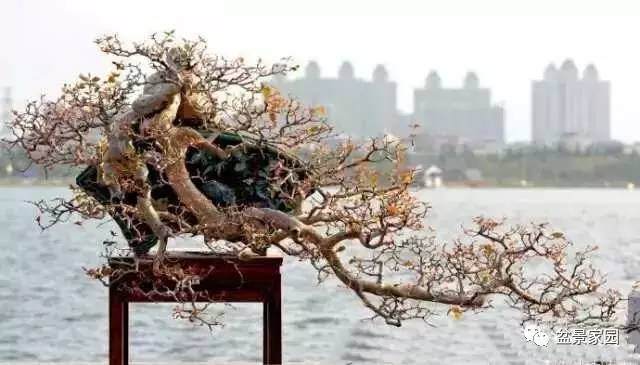 盆景扦插繁殖怎么消毒的方法