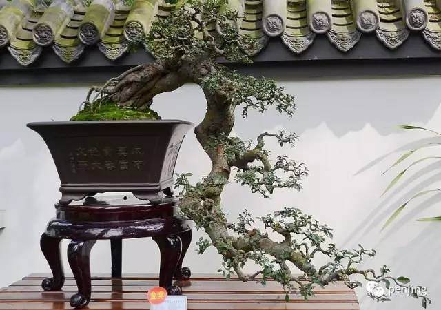 张重民讲述川派盆景的前世今生【多图】