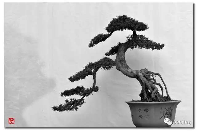 张重民讲述川派盆景的前世今生【多图】