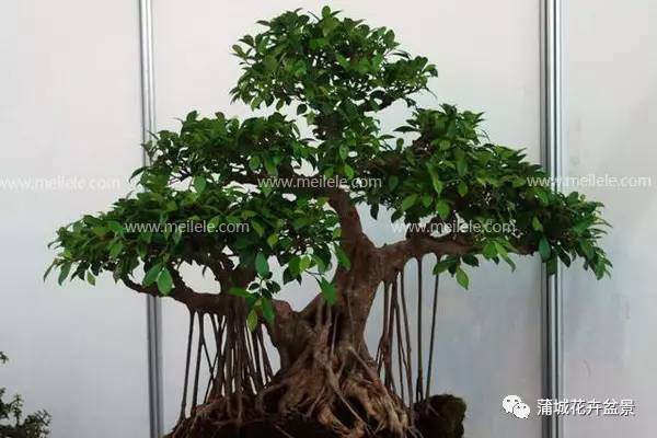 冬季榕树盆景怎么养?