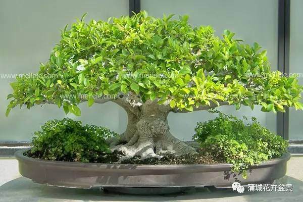 冬季榕树盆景怎么养?