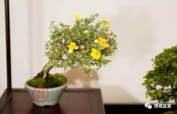 金露梅盆景的整形修剪【图解】