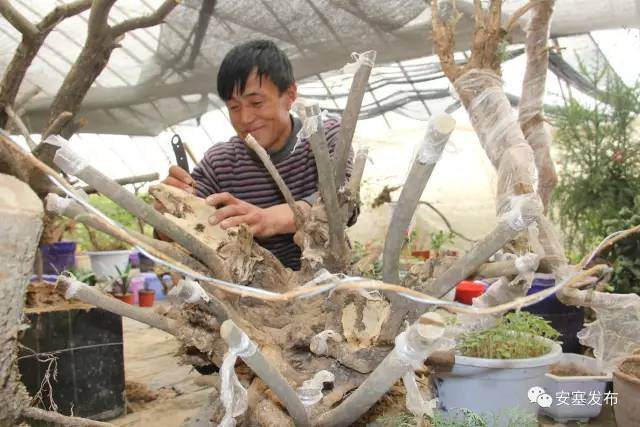 宋占军:盆景育出好“钱”景【图解】