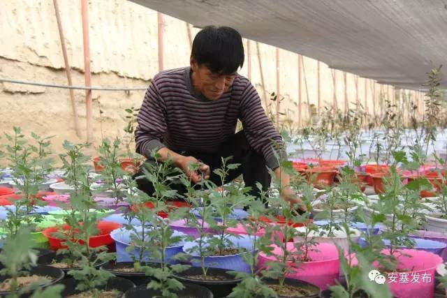 宋占军:盆景育出好“钱”景【图解】