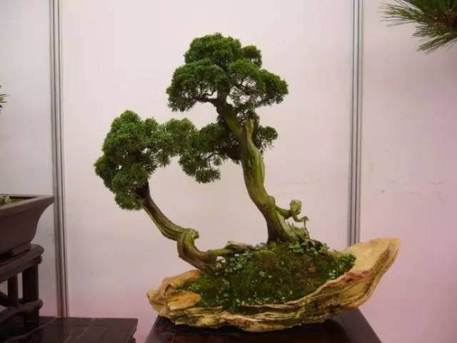 盆景修剪的九大方法【图解】