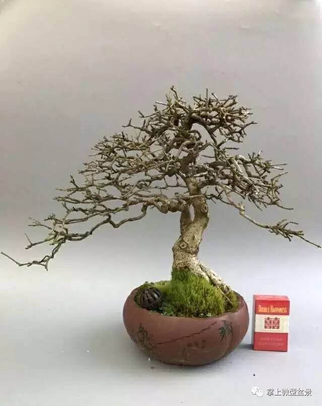 盆景修剪的九大方法【图解】