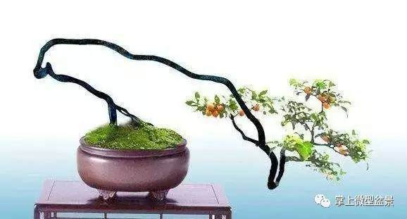 盆景为什么要换土?【图解】