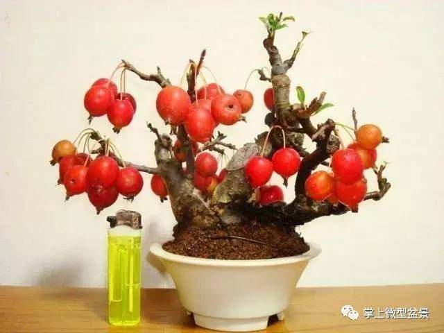 盆景为什么要换土?【图解】