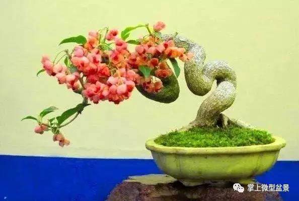 盆景为什么要换土?【图解】