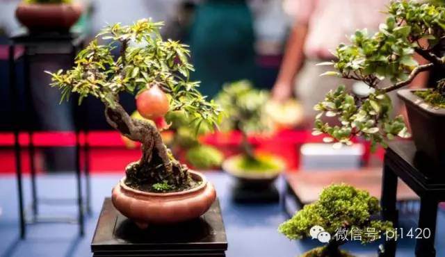 就这样,我的盆景生活!【图解】