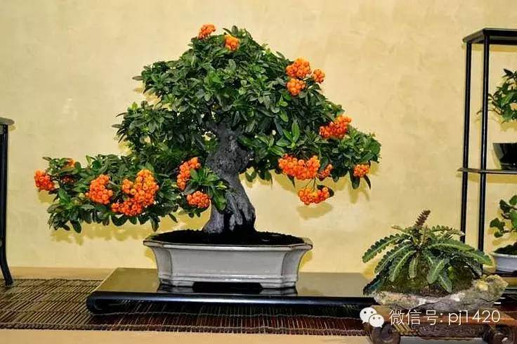 就这样,我的盆景生活!【图解】