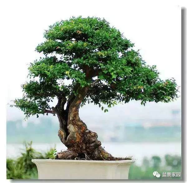 榔榆盆景栽种保湿和浇水的方法【图解】