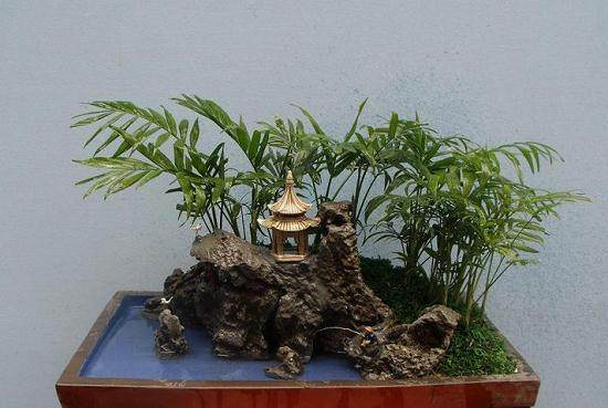 办公室盆景摆放经验谈!【图】