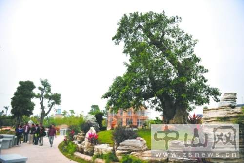 在盆景收藏市场 一些树龄较长的罗汉松可以价格几十上百万元