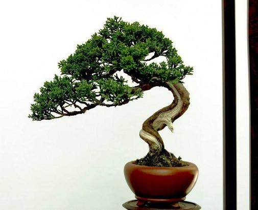 偷得名贵盆景被以1800元价格卖掉【图】