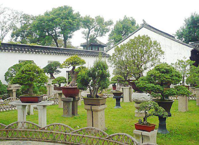 盆景方法和工具材料的使用【图解】