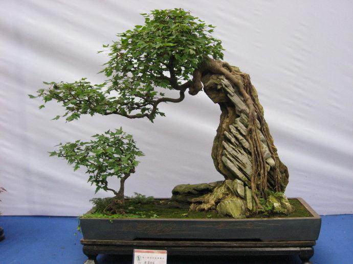 武汉举办首届花木盆景拍卖会【图】