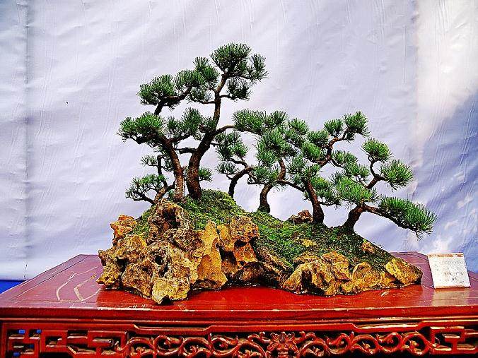 武汉市花卉盆景协会召开盆景学术交流会【图】