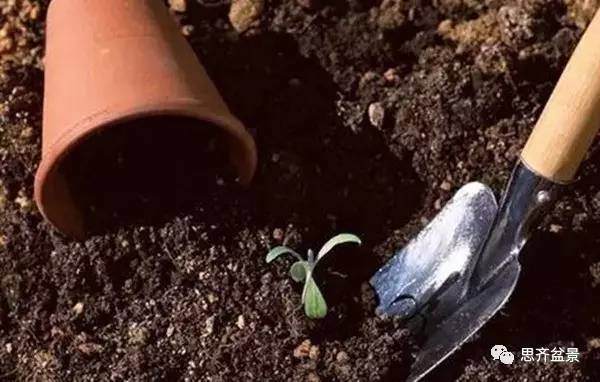 预防盆景盆土板结的方法【多图】