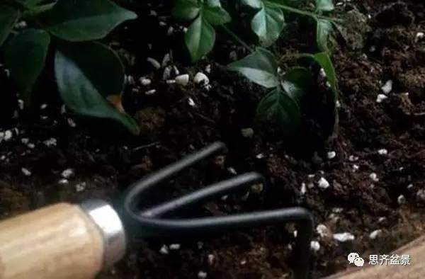 预防盆景盆土板结的方法【多图】