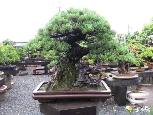 黑松盆景的制作过程【图解】