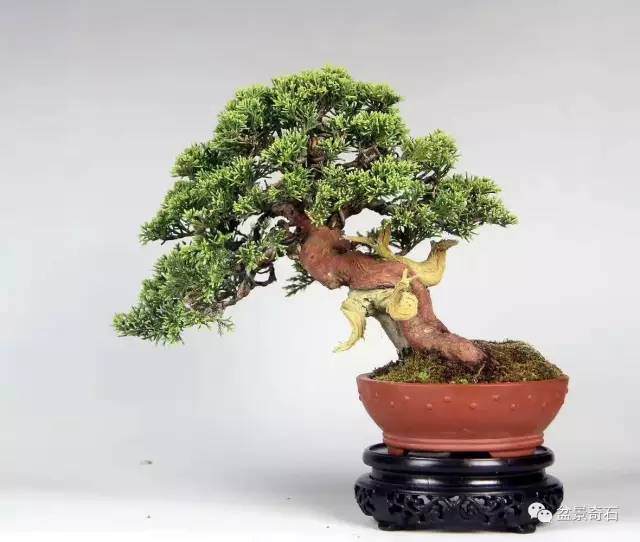 中字头杂志评论郑志林的盆景艺术多图