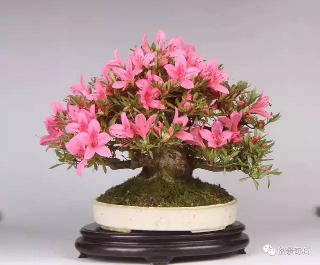 中字头杂志评论郑志林的盆景艺术多图