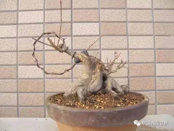 矮霸微型盆景是怎样玩成的?【图解】