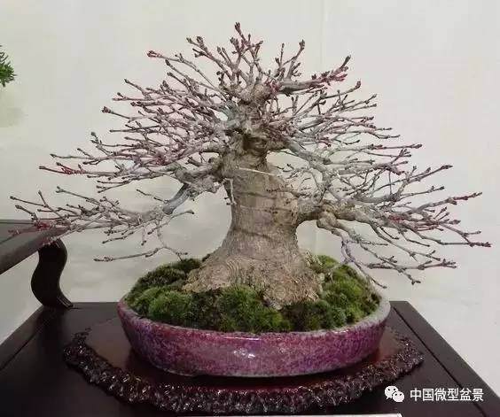 矮霸微型盆景是怎样玩成的?【图解】