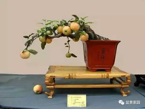 揭秘盆景洗根的方法【图解】