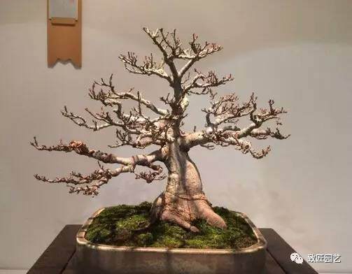 美国费城盆景展作品欣赏【多图】