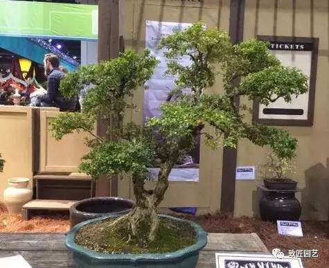 美国费城盆景展作品欣赏【多图】