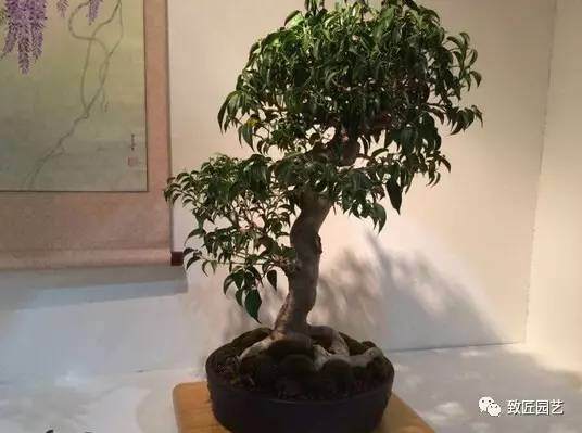 美国费城盆景展作品欣赏【多图】