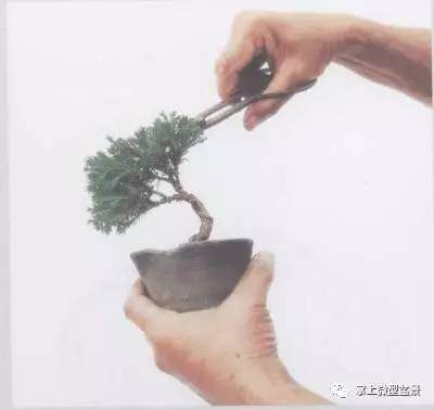 图解 掌上微型盆景从素材到成品的过程