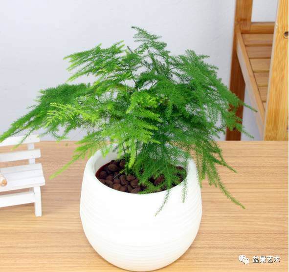 文竹枝枯病的防治方法【图】