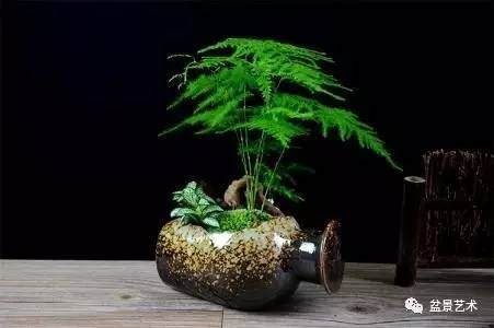 文竹枝枯病的防治方法【图】