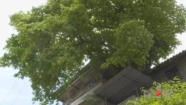 南川居民家中现百年超大“盆景”,与房子融为一体!【图】