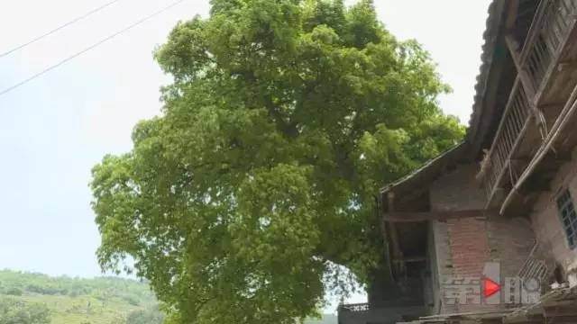 南川居民家中现百年超大“盆景”,与房子融为一体!【图】