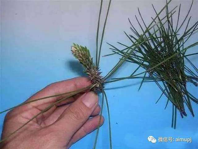 松树盆景短针的正确姿势 大师的绝活你学不学图解