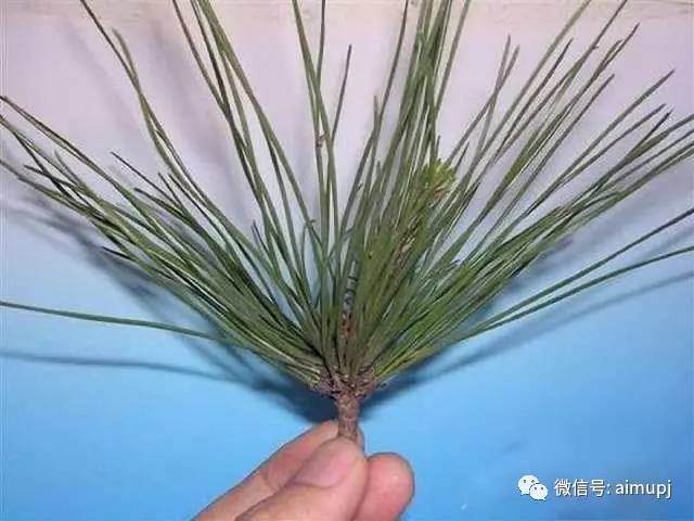 松树盆景短针的正确姿势 大师的绝活你学不学图解