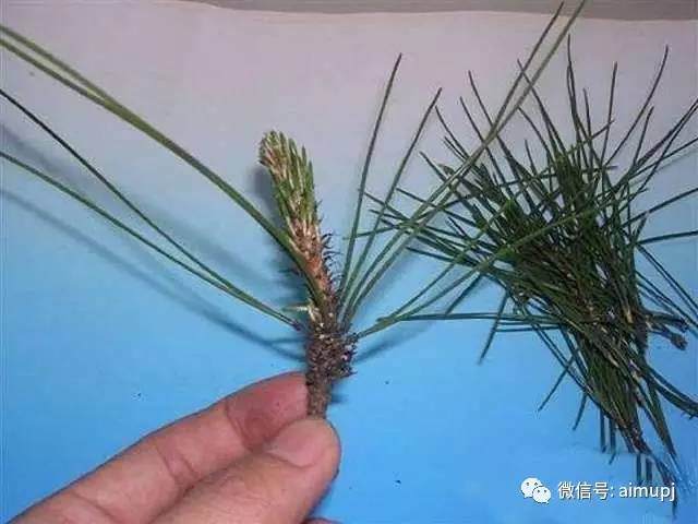 松树盆景短针的正确姿势 大师的绝活你学不学图解